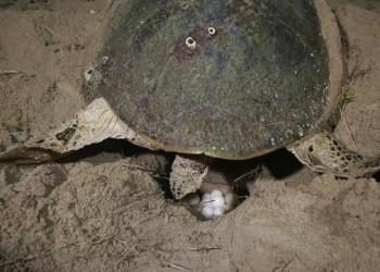 Monitoradas pelo ITD, 14 mil tartarugas nasceram no litoral do Piauí em 2019